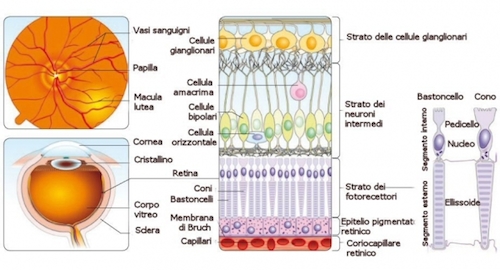 carlo.orione_retina_e_strati_retinici