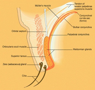 section-eyelid