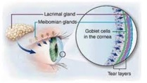 Ghiandole e cellule che producono la lacrima