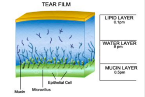 Perfluoroesilottano 